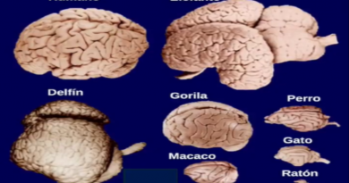 26.FILOGENETICA DEL SISTEMA NERVIOSO