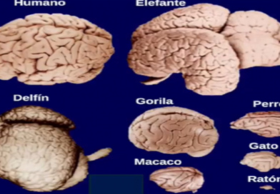 26.FILOGENETICA DEL SISTEMA NERVIOSO