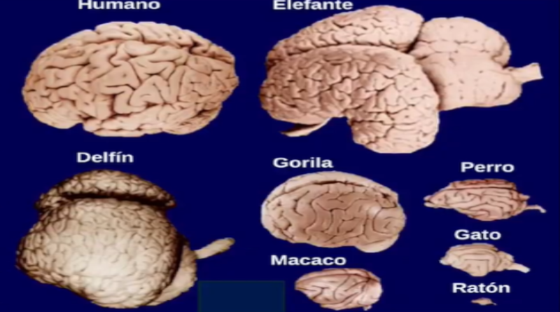 26.FILOGENETICA DEL SISTEMA NERVIOSO